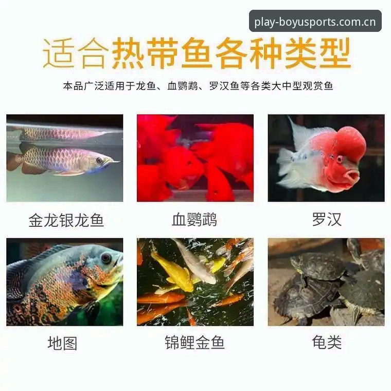 2026博鱼官方网站 资深用户分享:2026博鱼官方网站入口正确打开方式与实战心得